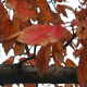 Illustration for article titled Shooting Challenge: Fall Leaves Gallery